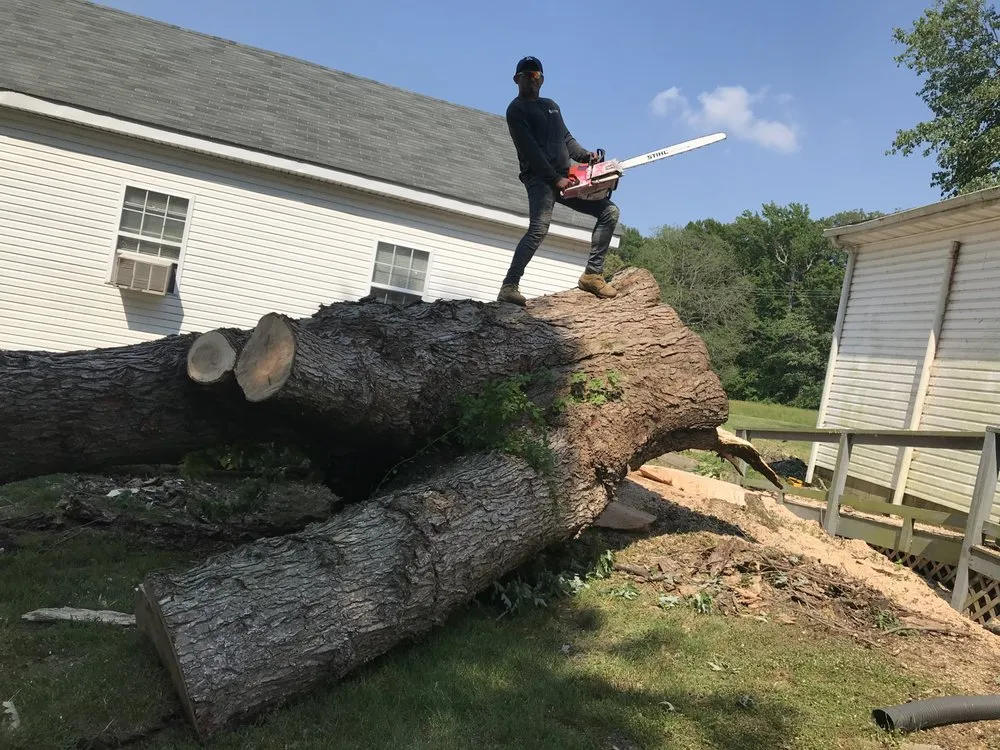 Top-rated lawn mowing service in Federalsburg, MD by Trees servise