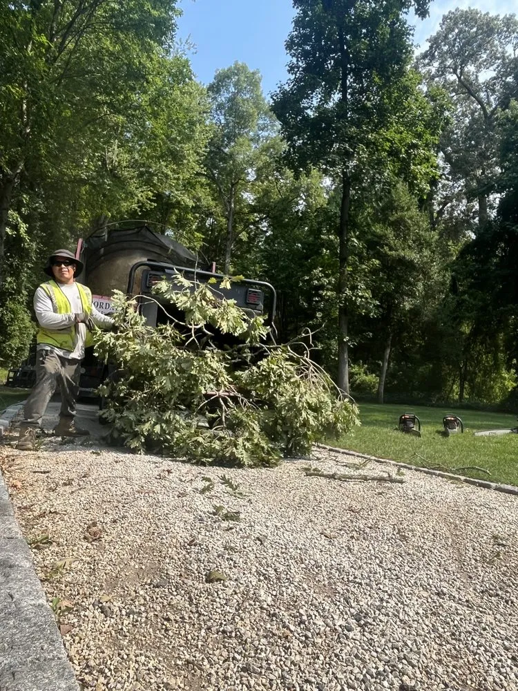 Affordable lawn care service in Federalsburg, MD by Trees servise