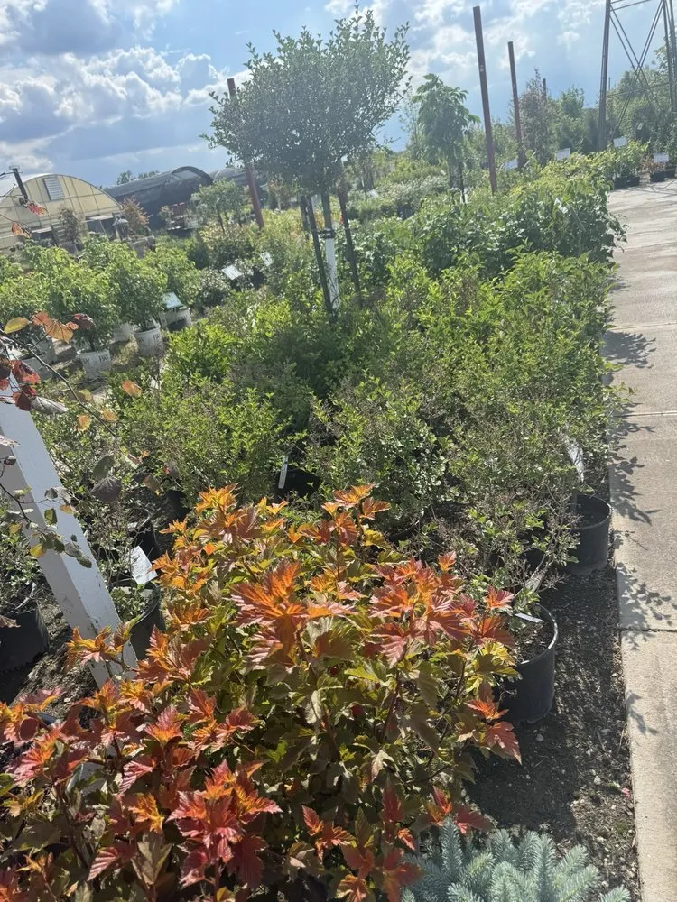 Trusted landscaping services experts serving Bellevue, NE - Trees, Shrubs & More