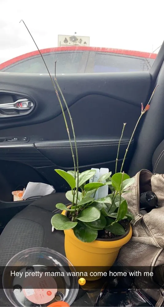 Top-rated yard maintenance for year-round maintenance across Bellevue, NE - Trees, Shrubs & More