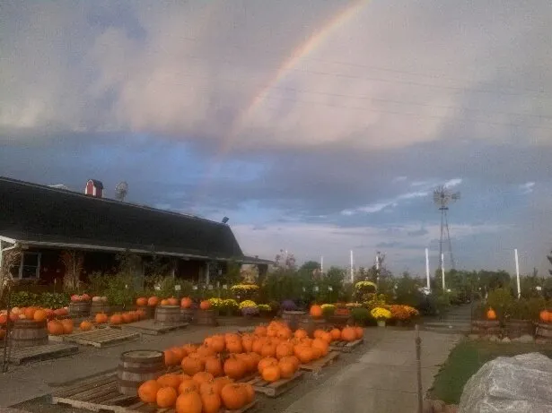 Top-rated lawn mowing service with custom design in Bellevue, NE by Trees, Shrubs & More