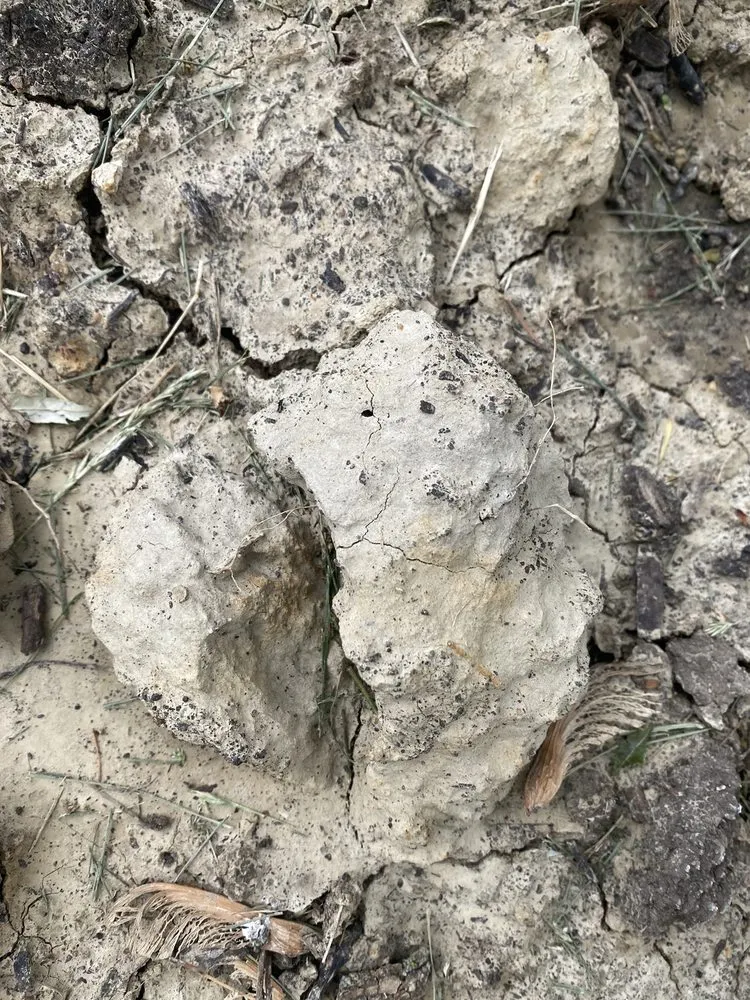 Professional yard maintenance for year-round maintenance in Bellevue, NE by Trees, Shrubs & More