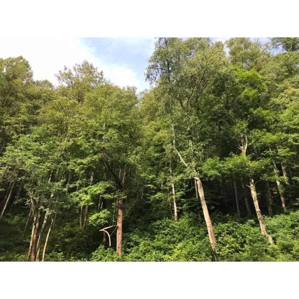 Expert landscaping services experts serving Greeneville, TN - Tree's Unlimited