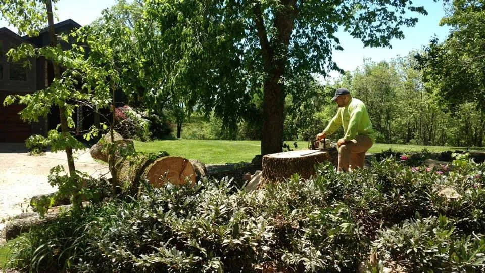 Local yard cleanup service near you across Greeneville, TN - Tree's Unlimited