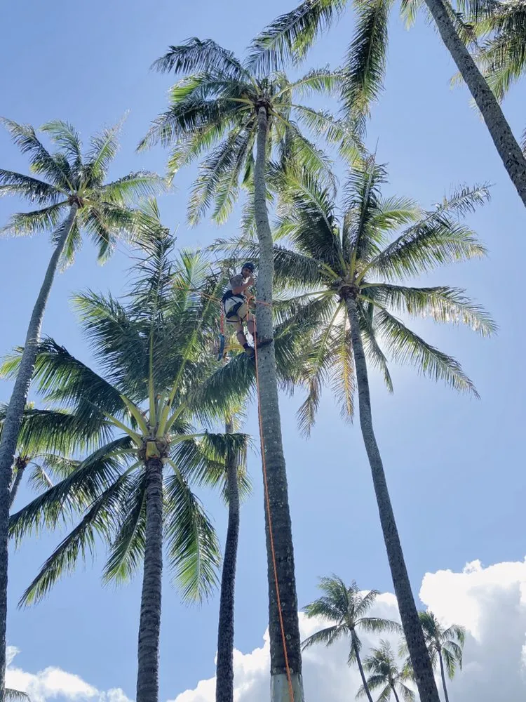 Custom lawn care service for year-round maintenance in Ewa Beach, HI by Treescape Hawaii