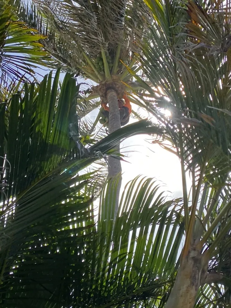 Professional landscaping services for beautiful yards in Ewa Beach, HI by Treescape Hawaii