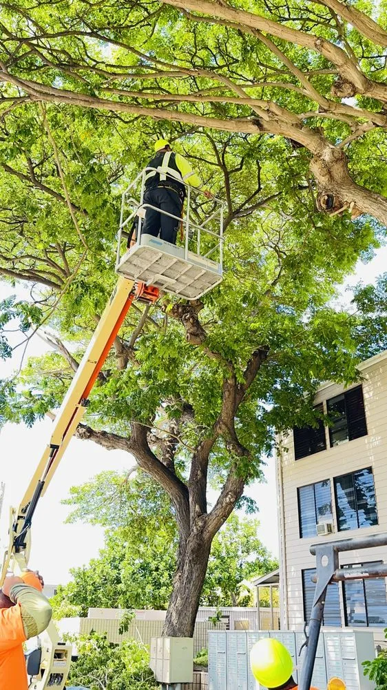 Trusted outdoor landscaping for beautiful yards across Ewa Beach, HI - Treescape Hawaii