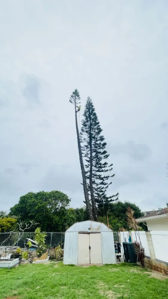 Custom landscaping services experts serving Ewa Beach, HI - Treescape Hawaii