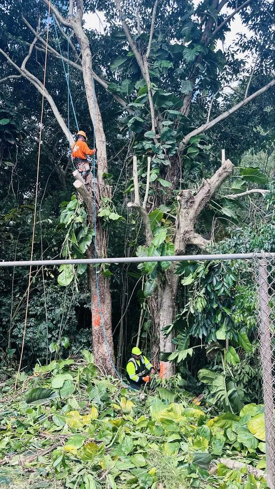 Affordable outdoor landscaping for outdoor upgrades across Ewa Beach, HI - Treescape Hawaii