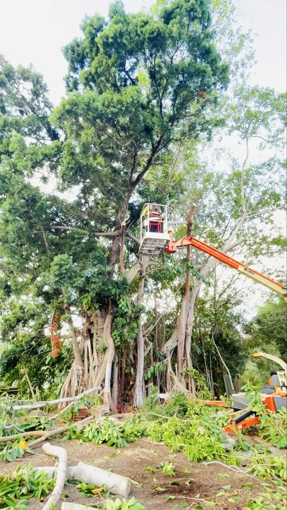 Local lawn mowing service in Ewa Beach, HI by Treescape Hawaii