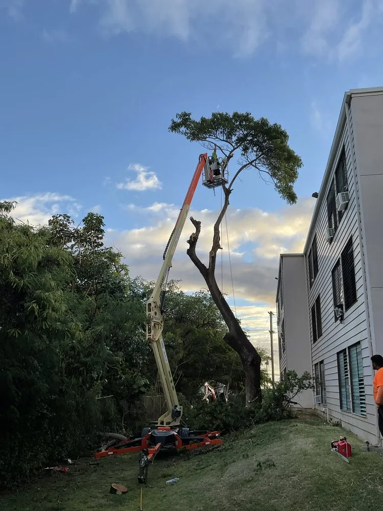 Expert yard maintenance near you in Ewa Beach, HI by Treescape Hawaii