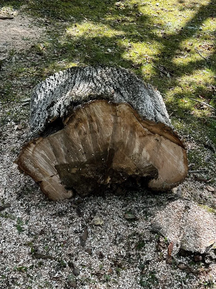 Reliable outdoor landscaping in Sherburne, NY by TreeScape