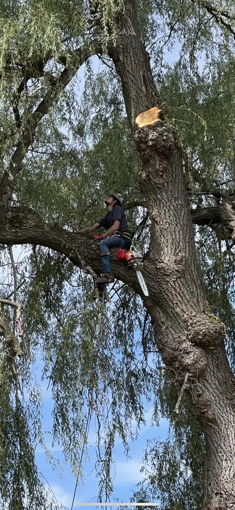 Expert yard maintenance with custom design across Sherburne, NY - TreeScape