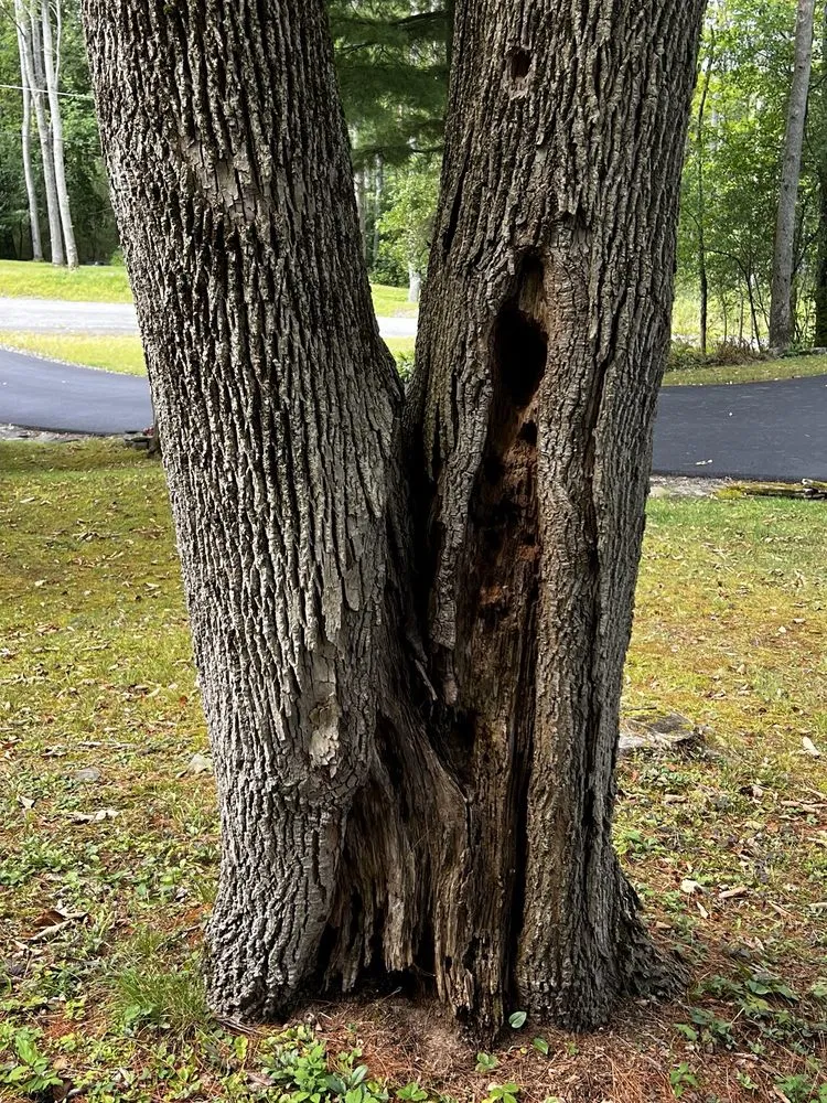 Top-rated outdoor landscaping with custom design across Sherburne, NY - TreeScape