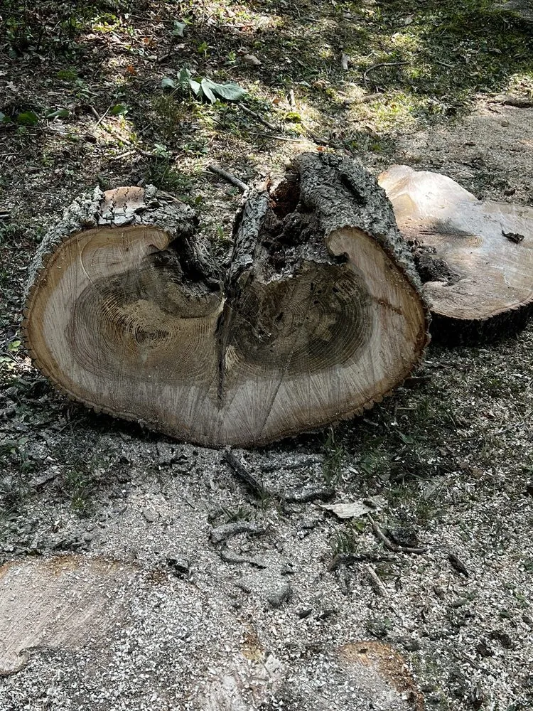 Affordable yard cleanup service in Sherburne, NY - TreeScape