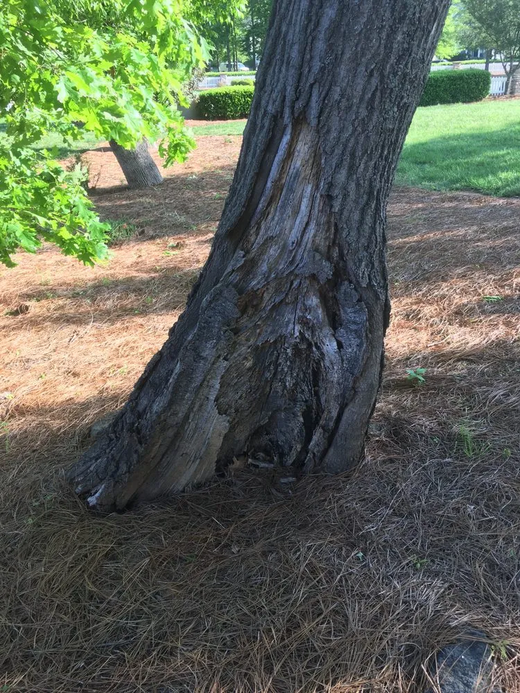 Trusted lawn mowing service in Charlotte, NC - Treescape Tree Experts