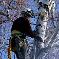 Professional yard maintenance in Charlotte, NC - Treescape Tree Experts