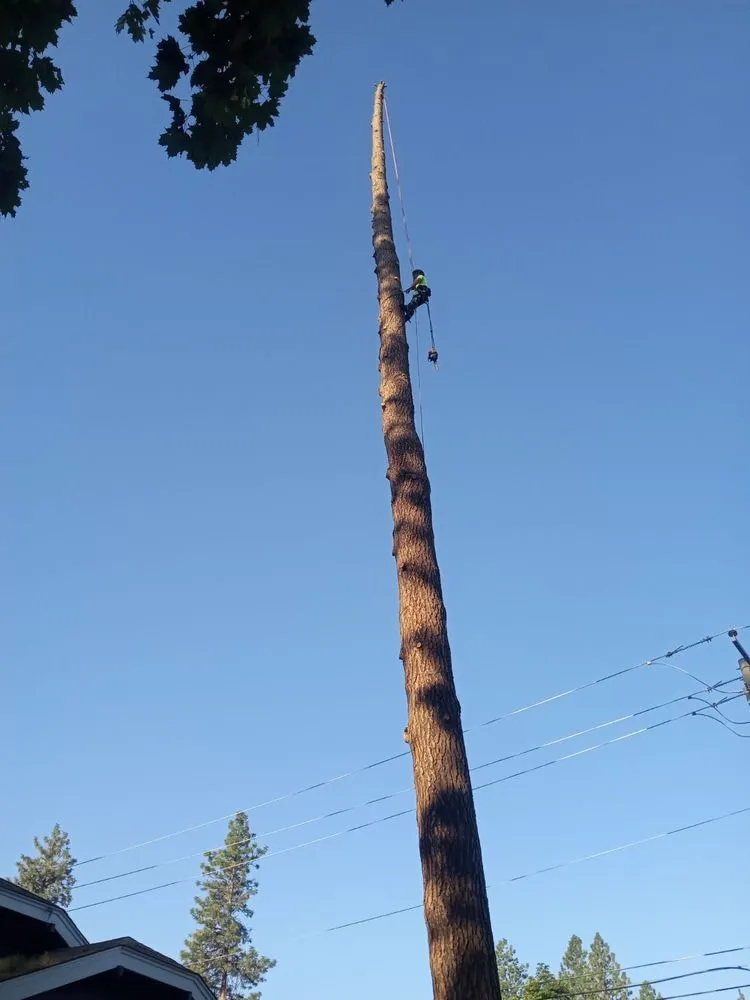 Expert yard cleanup service in Spokane Valley, WA by Treescapes