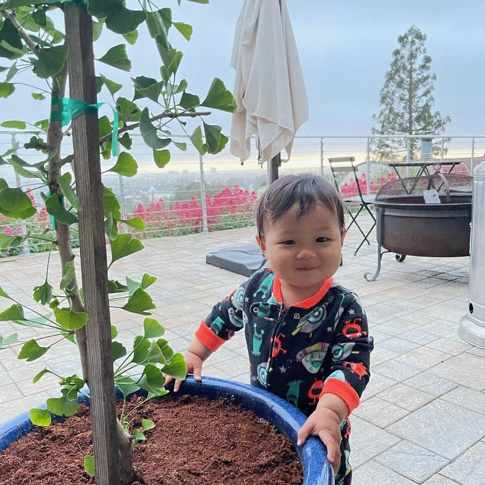 Reliable residential landscaping in Alameda, CA - TreeSchool Landscaping