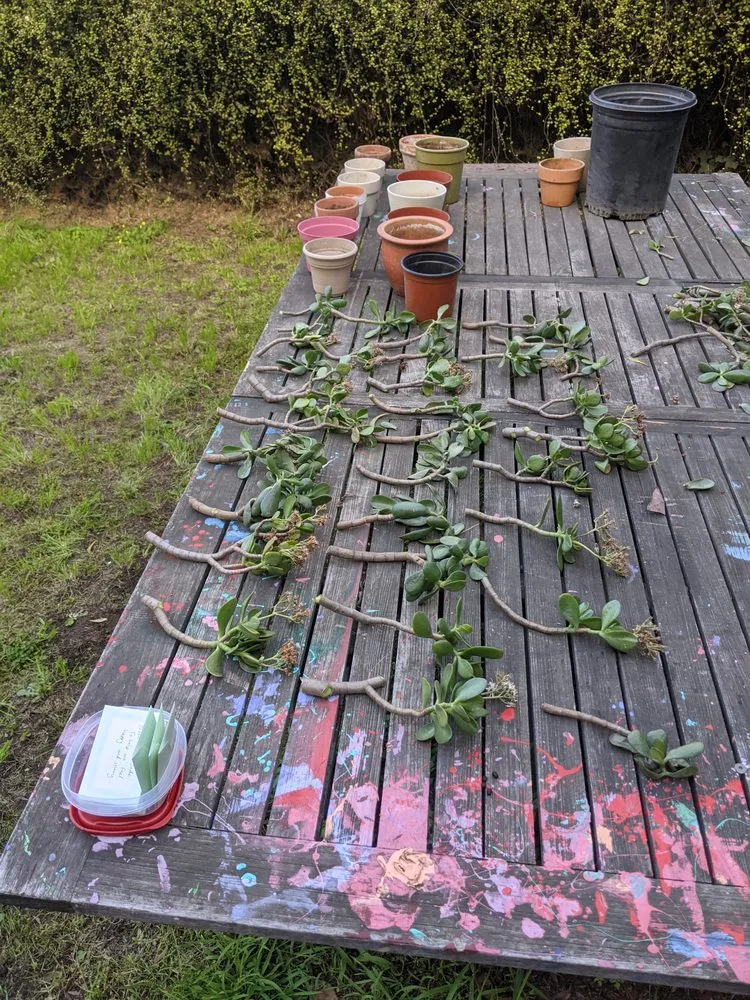 Expert garden landscaping in Alameda, CA by TreeSchool Landscaping