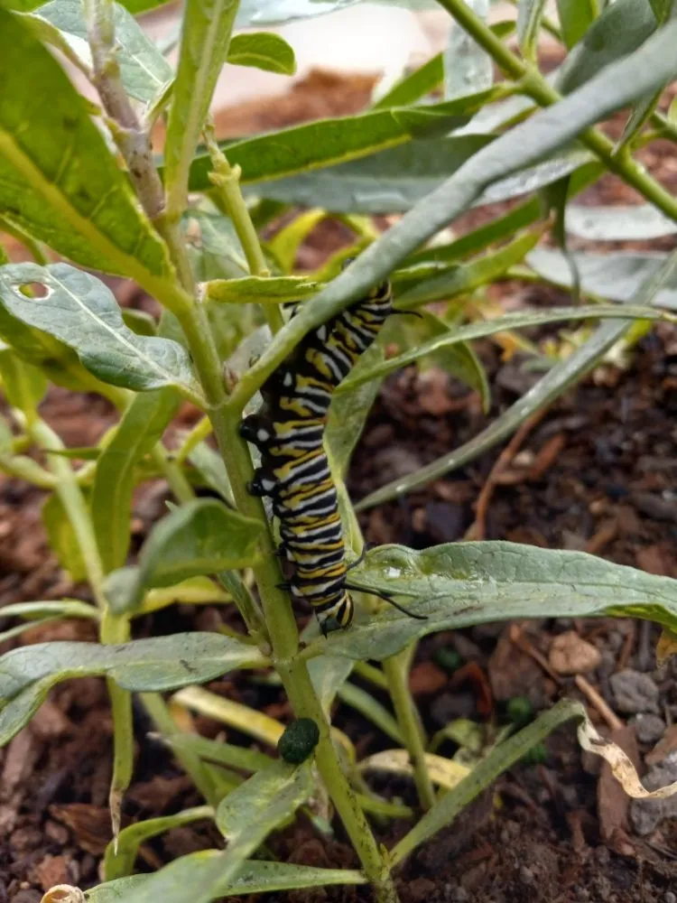 Trusted yard cleanup service experts serving Alameda, CA - TreeSchool Landscaping