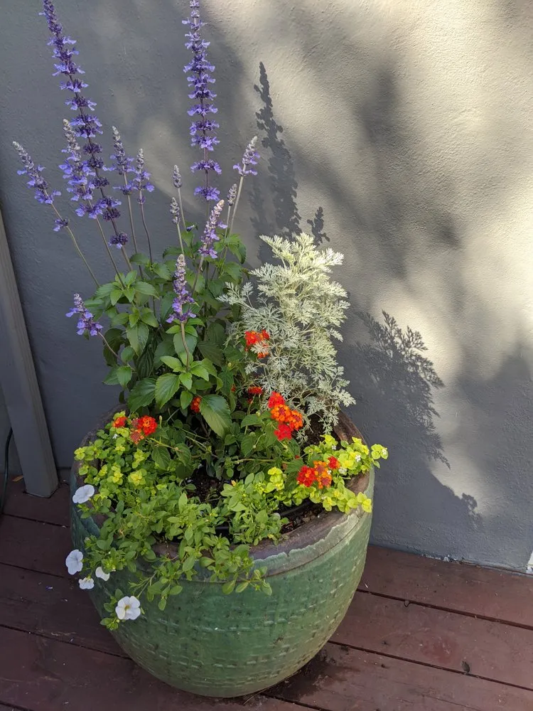 Local yard cleanup service experts serving Alameda, CA - TreeSchool Landscaping