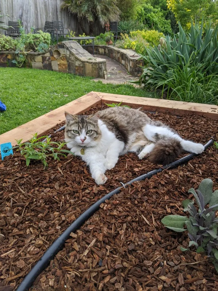 Expert landscape design with custom design across Alameda, CA - TreeSchool Landscaping