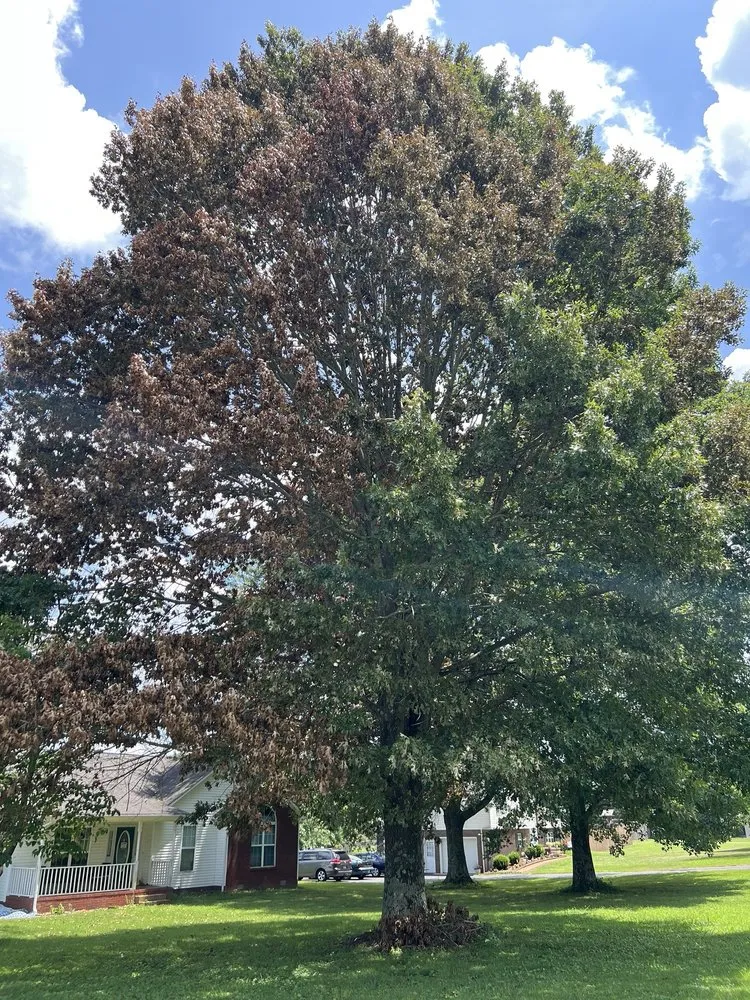 Trusted outdoor landscaping experts serving Columbia, TN - Treesin Tree and Landscape Consulting