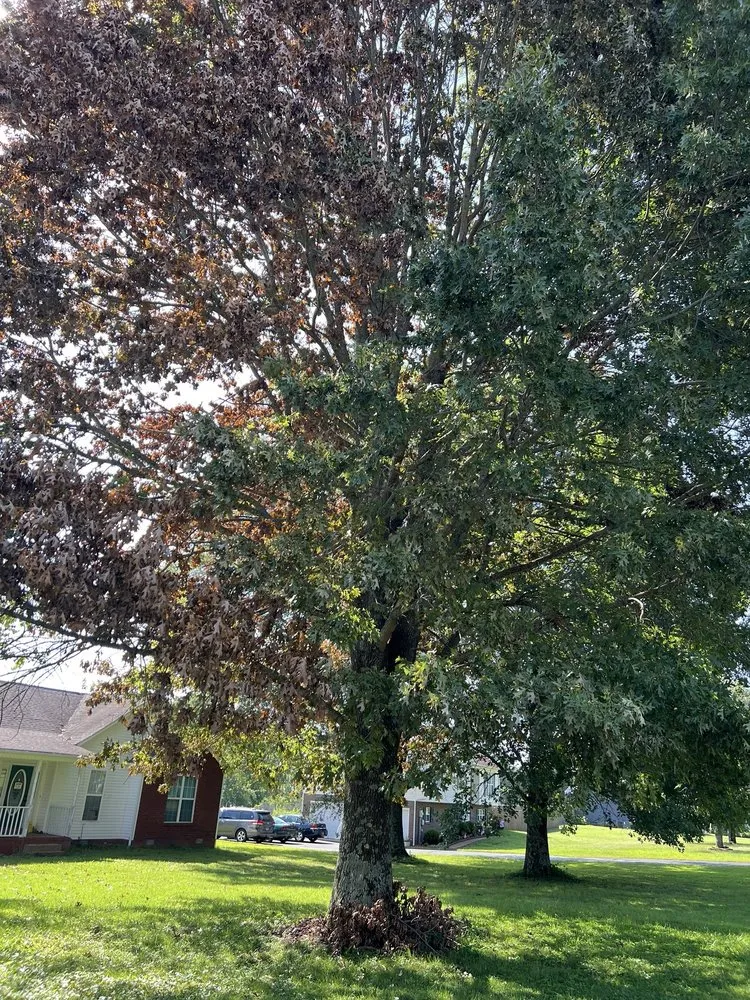 Reliable yard cleanup service in Columbia, TN - Treesin Tree and Landscape Consulting