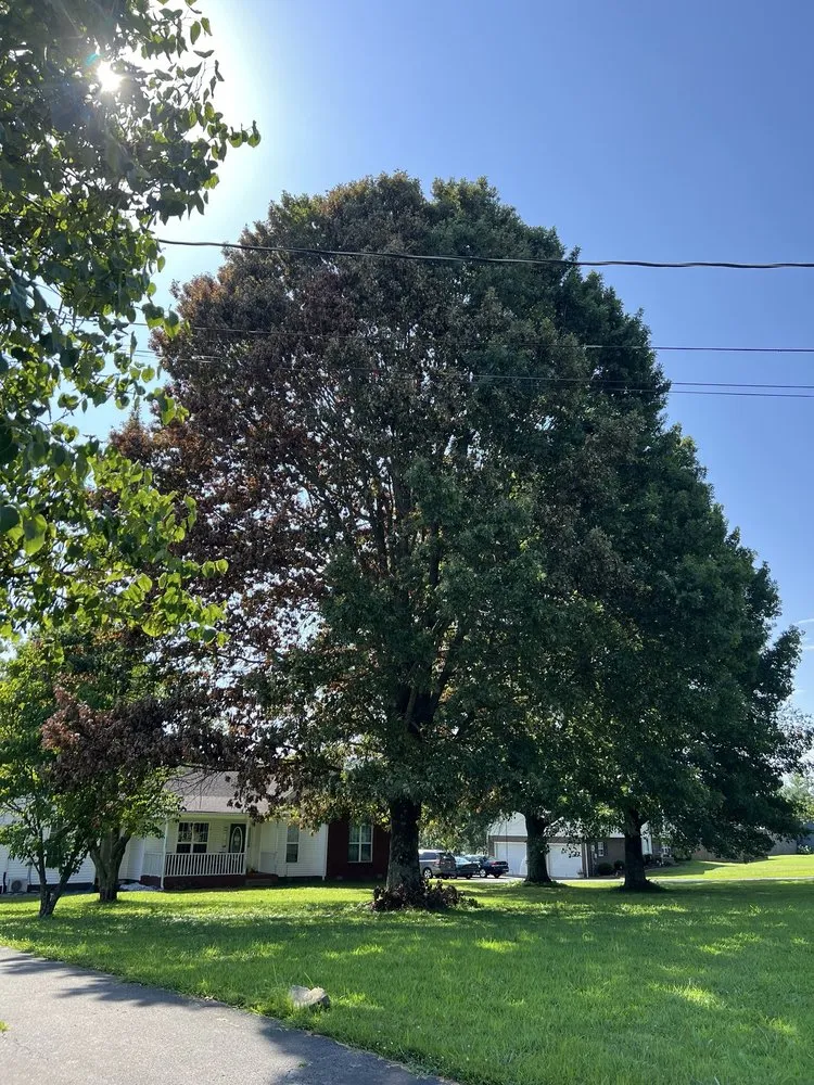 Custom landscaping services in Columbia, TN by Treesin Tree and Landscape Consulting