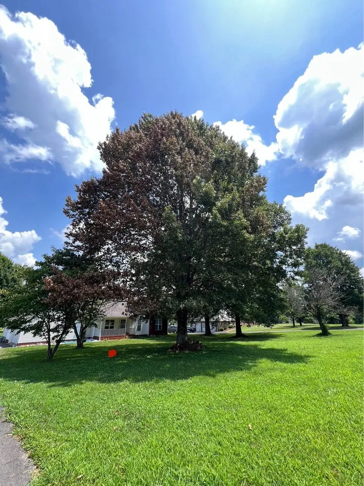 Reliable lawn care service for residential properties across Columbia, TN - Treesin Tree and Landscape Consulting