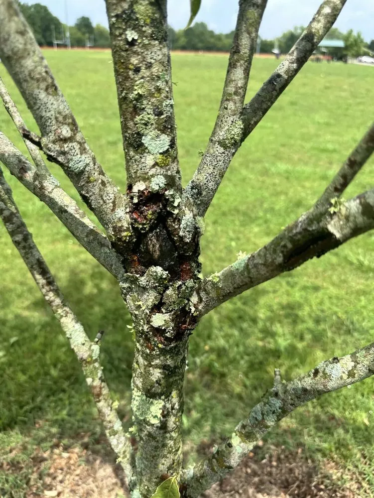 Top-rated garden landscaping in Columbia, TN by Treesin Tree and Landscape Consulting