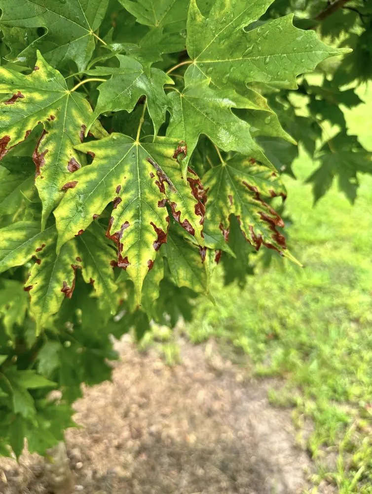 Trusted lawn care service experts serving Columbia, TN - Treesin Tree and Landscape Consulting