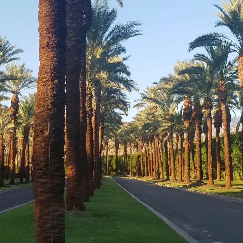 Local residential landscaping with custom design across Indian Wells, CA - Treestora