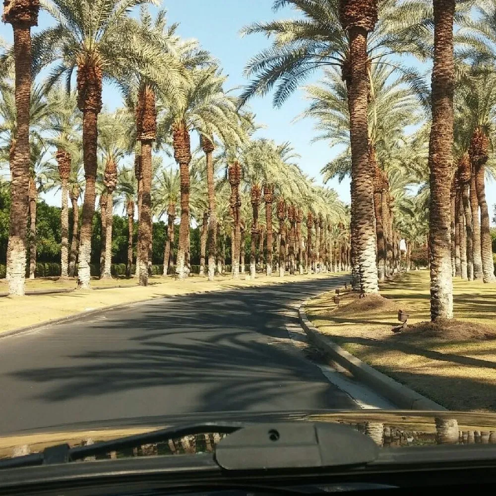 Affordable lawn care service for year-round maintenance across Indian Wells, CA - Treestora