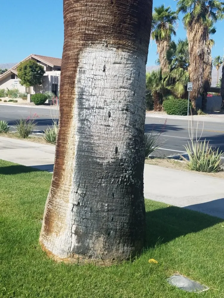 Custom outdoor landscaping in Indian Wells, CA - Treestora