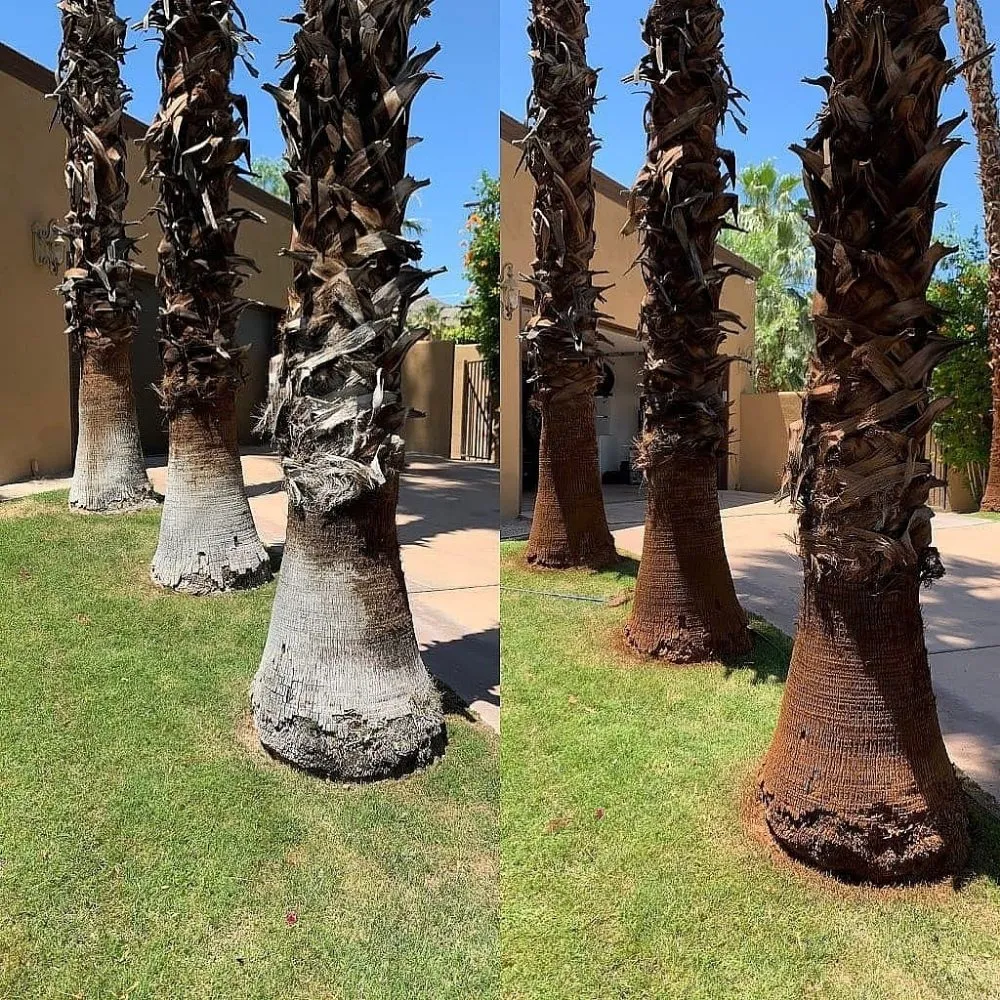 Affordable outdoor landscaping experts serving Indian Wells, CA - Treestora