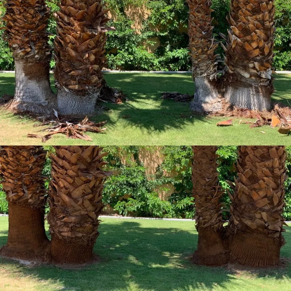 Custom residential landscaping with custom design in Indian Wells, CA by Treestora