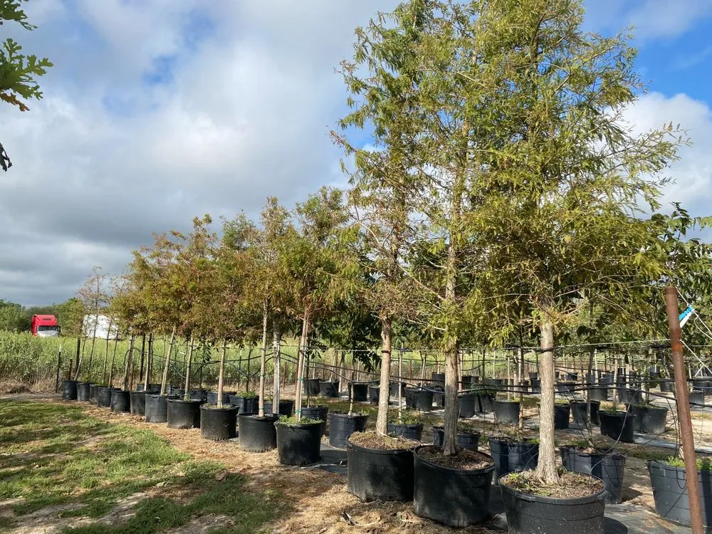Local garden landscaping in Kaufman, TX - TreesXSale - Nursery - Landscaping - Irrigation
