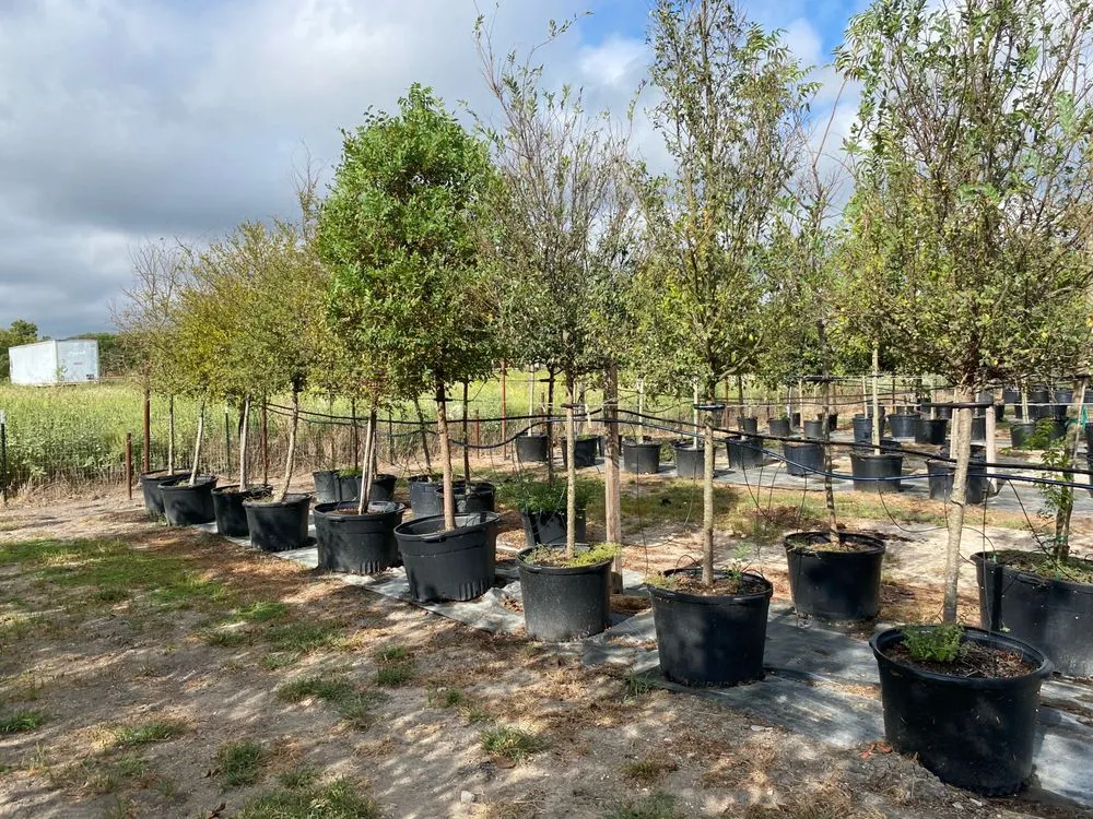 Top-rated yard maintenance near you in Kaufman, TX by TreesXSale - Nursery - Landscaping - Irrigation