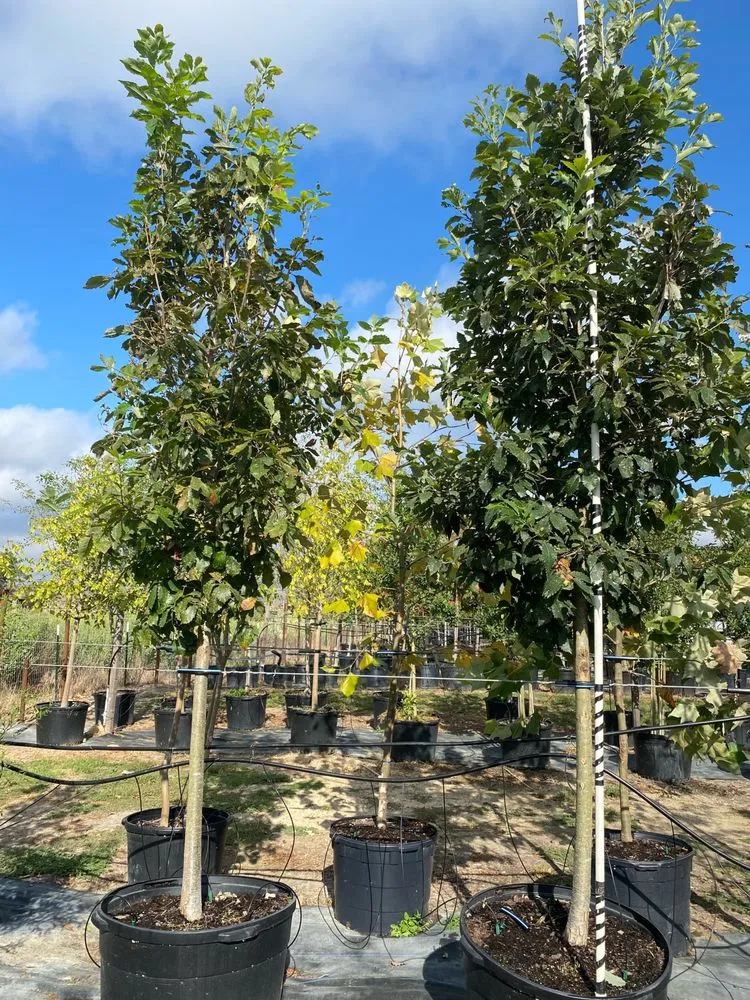 Reliable garden landscaping in Kaufman, TX by TreesXSale - Nursery - Landscaping - Irrigation