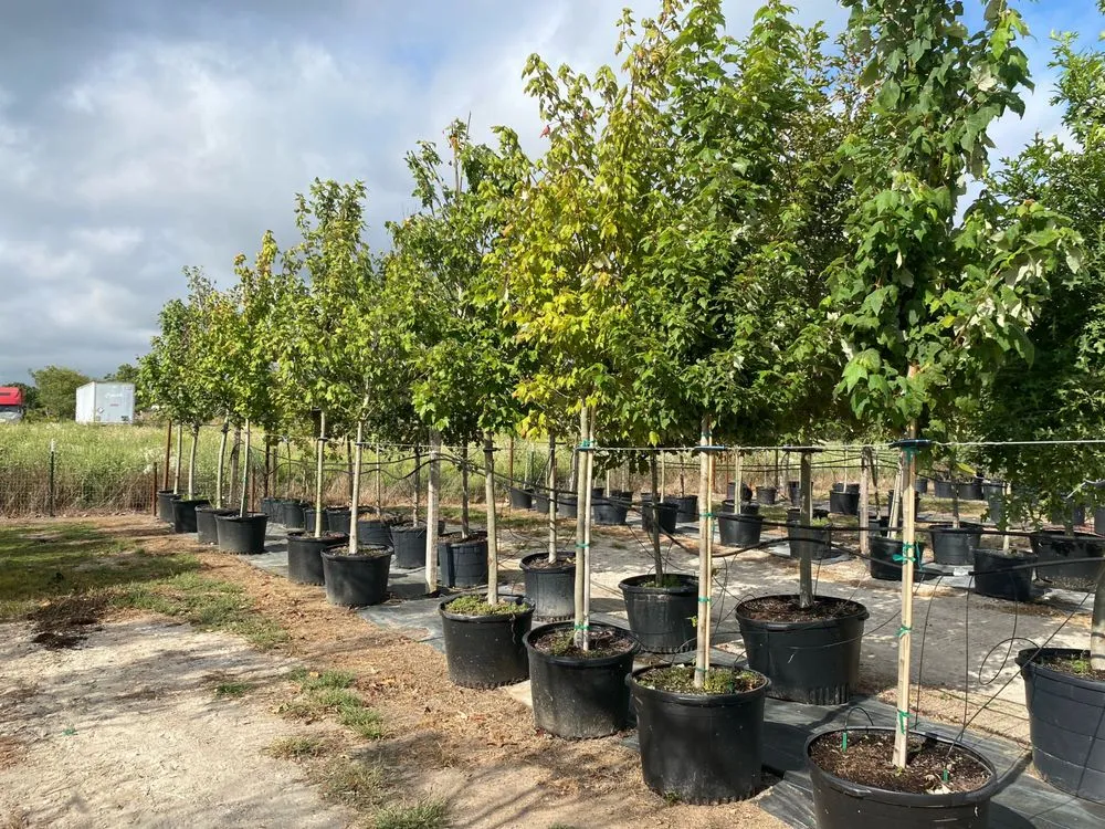 Local landscaping services experts serving Kaufman, TX - TreesXSale - Nursery - Landscaping - Irrigation