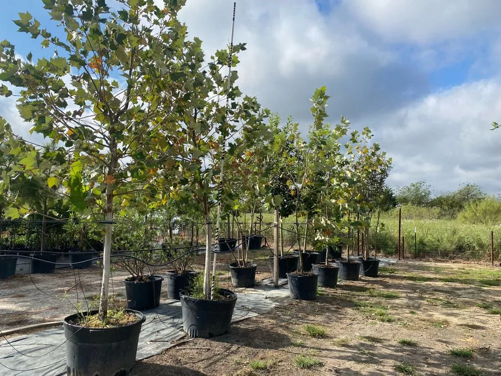 Professional garden landscaping in Kaufman, TX - TreesXSale - Nursery - Landscaping - Irrigation