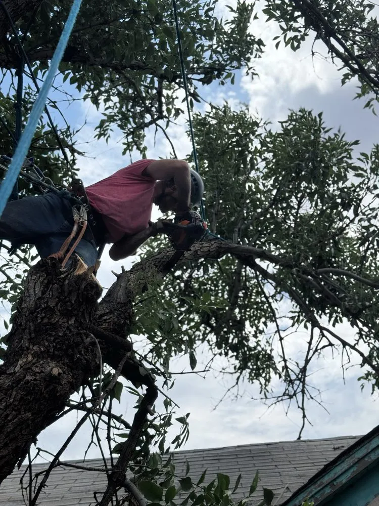 Top-rated outdoor landscaping in Clovis, NM - TreeTec solutions