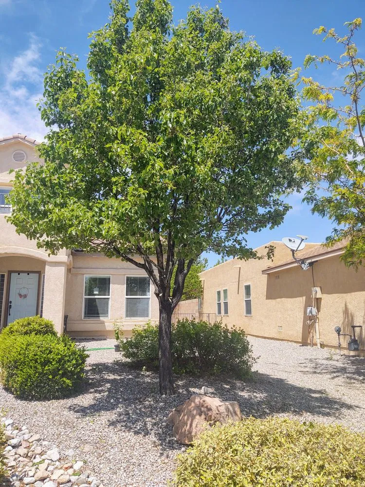 Local landscaping services with custom design in Albuquerque, NM by Treetech