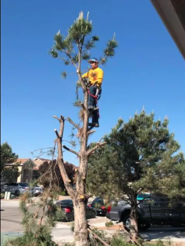 Expert outdoor landscaping in Albuquerque, NM - Treetech