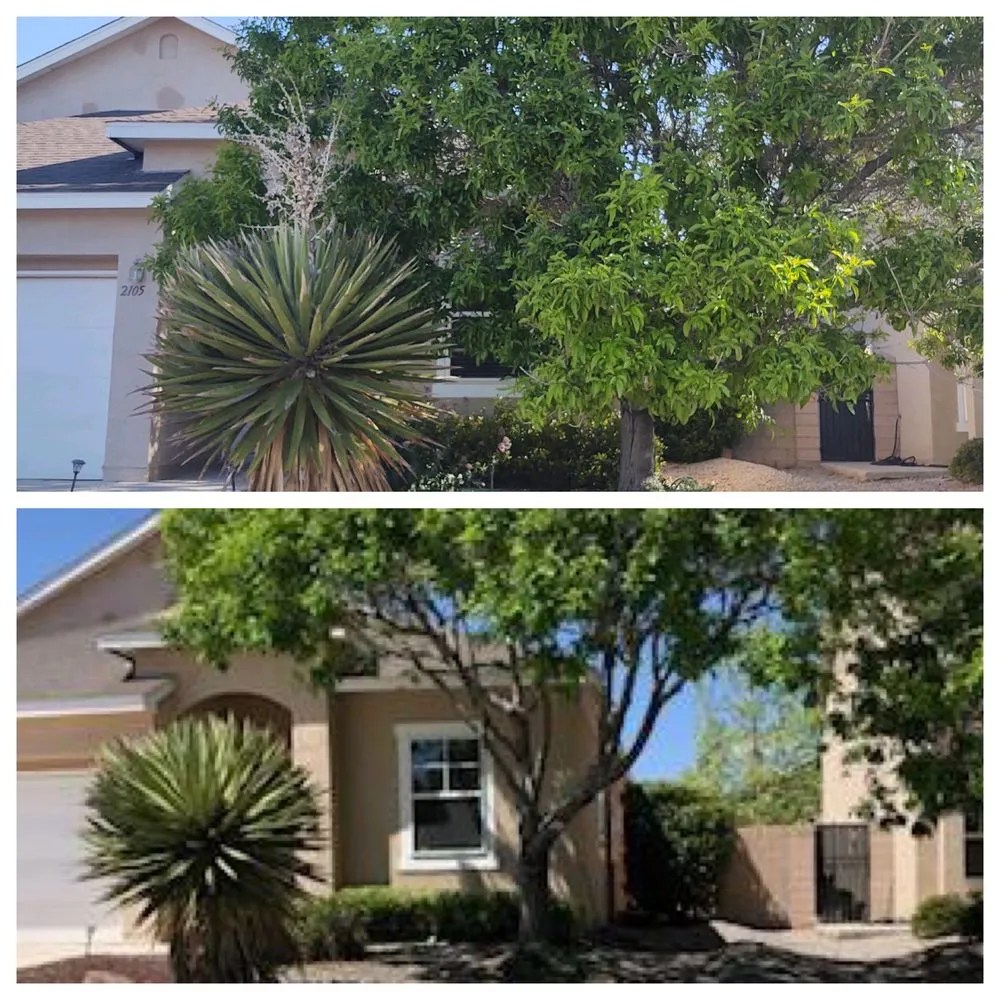 Expert landscaping services in Albuquerque, NM - Treetech