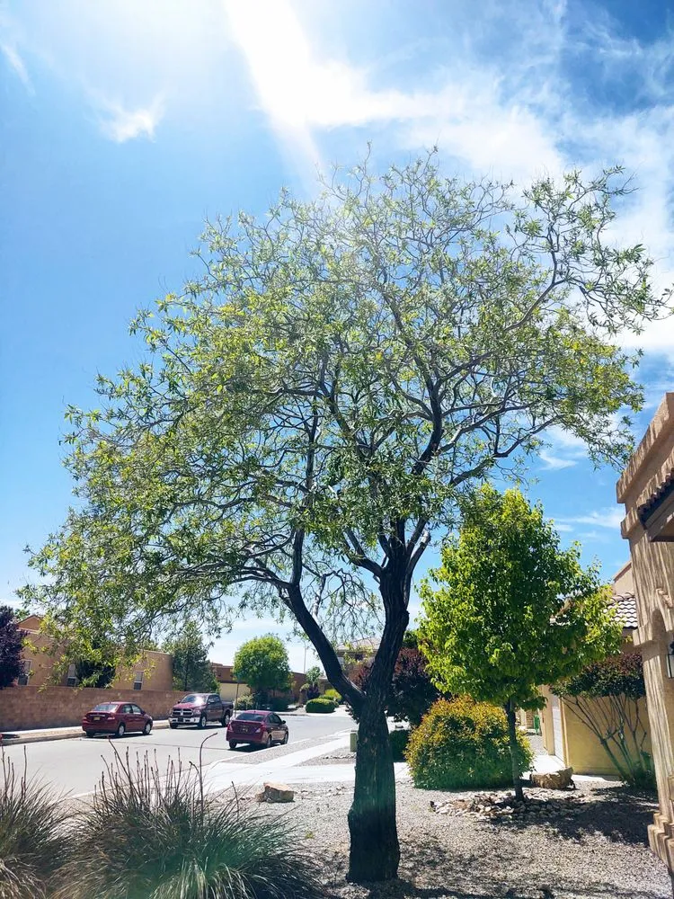 Affordable lawn mowing service experts serving Albuquerque, NM - Treetech