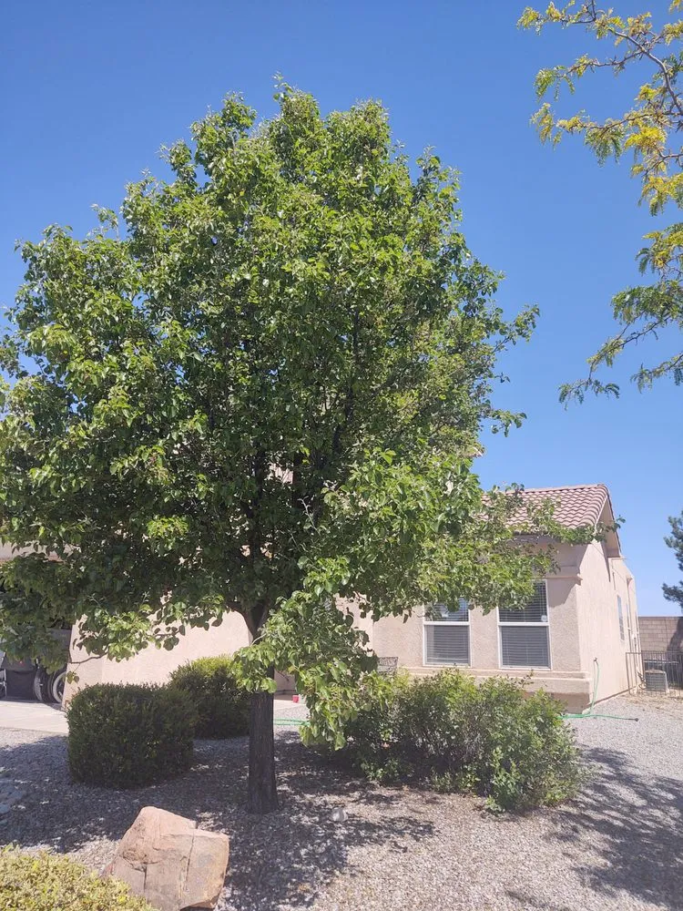 Custom yard maintenance for beautiful yards in Albuquerque, NM by Treetech