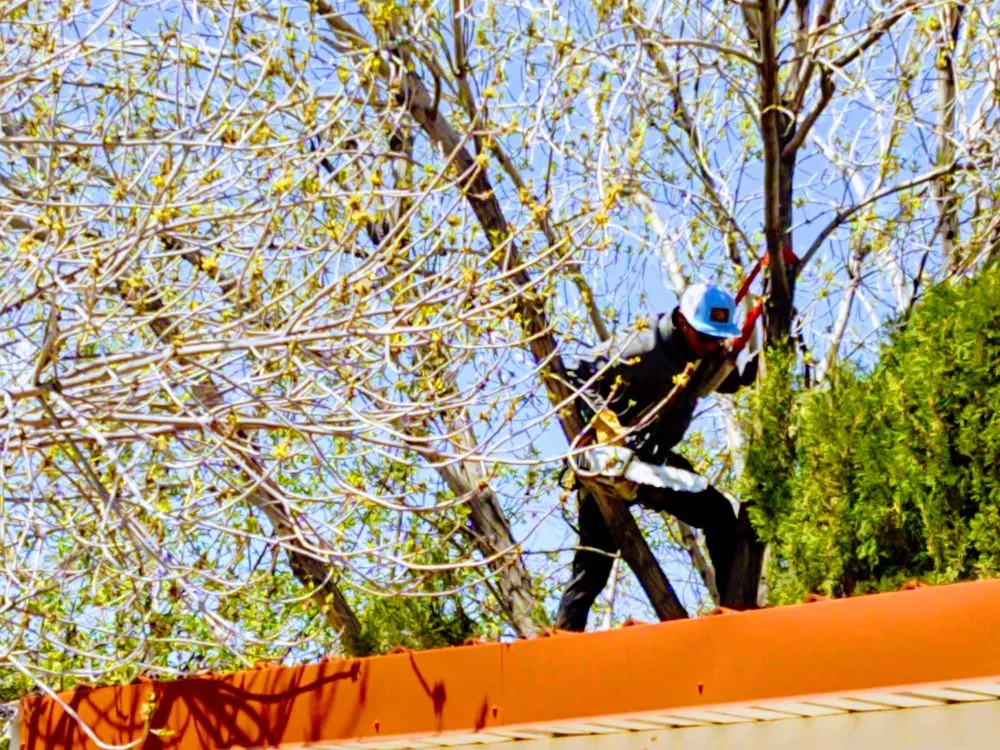 Reliable residential landscaping in Albuquerque, NM - Treetech